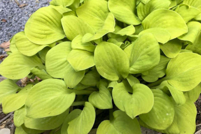 Hosta ´Sun mouse´ (Hosta)