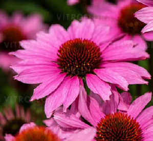 Siilikübar ´Sunmagic Vintage Fuchia´ (Echinacea)