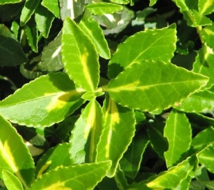 Fortunei kikkapuu ´Sunspot´ (Euonymus fortunei)