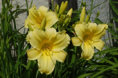 Päevaliilia ´Suzie wong´ (Hemerocallis)