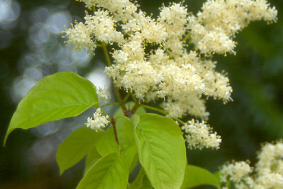 Amuuri sirel (Syringa amurensis)