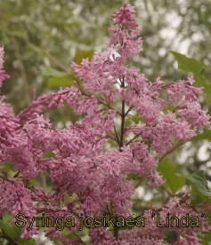 Ungari sirel  ´Linda´ (Syringa josikaea) - P11 noortaim