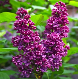 Harilik sirel ´Andenken Ludwig Spaeth´ (Syringa vulgaris)