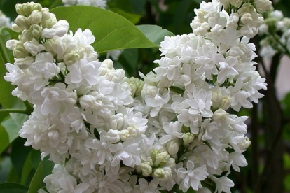 Harilik sirel ´ Madam Lemoine´ (Syringa vulgaris) - Tellimisel