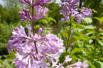 Peenviltjas sirel (Syringa tomentella)