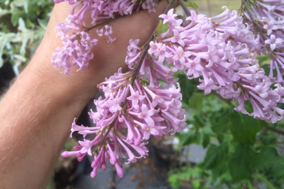 Ungari sirel 'Måttsund´ (Syringa josikaea)