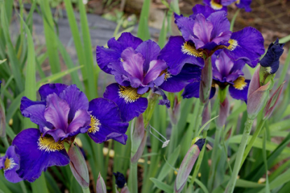 Siberi võhumõõk ´Tamberg´ (Iris  sibirica)