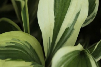 Hosta ´Tambourine´ (Hosta)