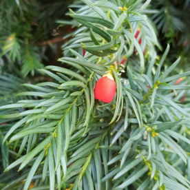 Harilikk jugapuu (Taxus baccata) - P11 pott ja kuni 10 cm kõrged.