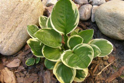 Hosta ´Tea and Crumpets´ (Hosta)