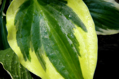 Hosta ´Tea at Betty´s´ (Hosta)