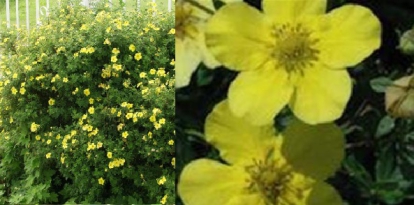 Põõsasmaran ´Tervola´ (Potentilla fruticosa)