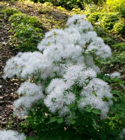 Ängelhein ´white´ (Thalictrum)  - madal sort