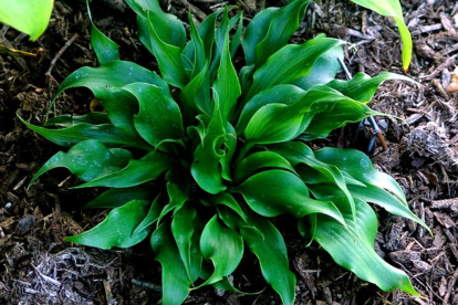 Hosta ´Twister´ (Hosta)