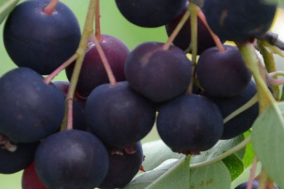 Lepaleheline toompihlakas ´Thiessen´ (Amelanchier alnifolia)