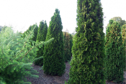 Harilik elupuu ´Columna´ (Thuja occidentalis)