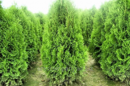 Harilik elupuu ´Brabant´ (Thuja occidentalis)