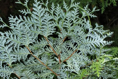 Korea elupuu (Thuja koreana)