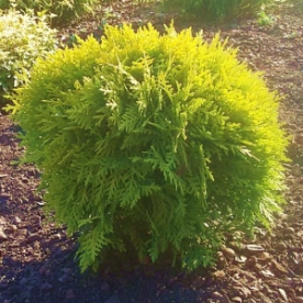 Harilik elupuu ´Mirjam´ (Thuja occidentalis)