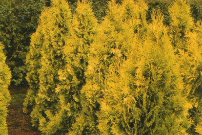 Harilik elupuu ´Golden Europe´ (Thuja occidentalis)