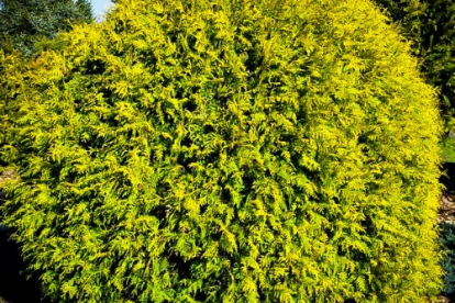 Harilik elupuu ´Golden Globe´ (Thuja occidentalis)