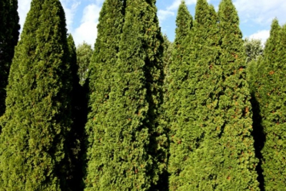 Harilik elupuu ´Malonyana´ (Thuja occidentalis)