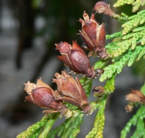 Hiigelelupuu (Thuja plicata) - eestis suurima kasvava puu seemikud