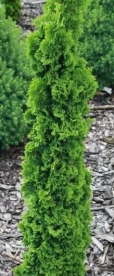 Harilik elupuu ´Spiralis Mini´ (Thuja occidentalis)