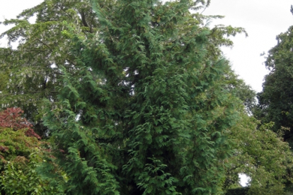 Jaapani elupuu (Thuja Standishii)