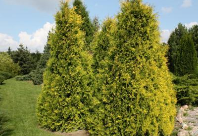 Harilik elupuu ´Sunkist´ (Thuja occidentalis)