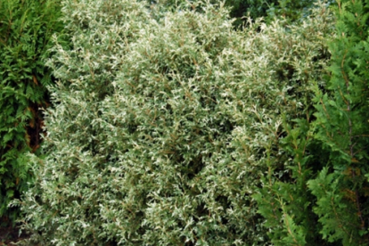 Harilik elupuu ´Variegata´ (Thuja occidentalis)