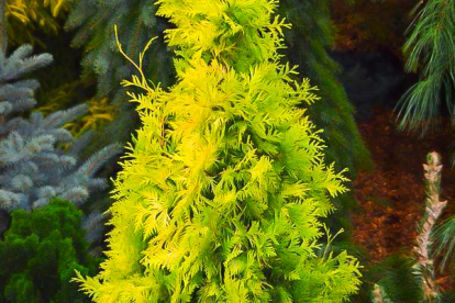 Harilik elupuu ´Yellow Ribbon´ (Thuja occidentalis)