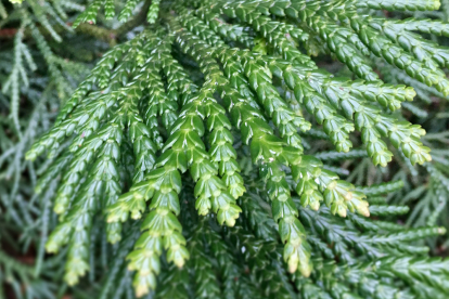 Hiibapuu (Thujopsis dolabarata)