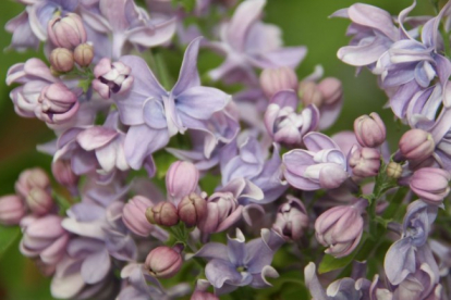 Harilik sirel ´Tiiru´ (Syringa vulgaris)