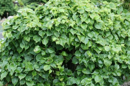 Harilik pärn ´Girald´s Nana pendula´ (Tilia cordata)