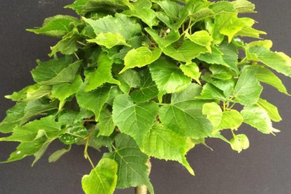 Harilik pärn ´Komsto Mini´ (Tilia cordada) - kääbussort kera