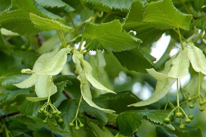 Suureleheline pärn (Tilia platyphyllos)