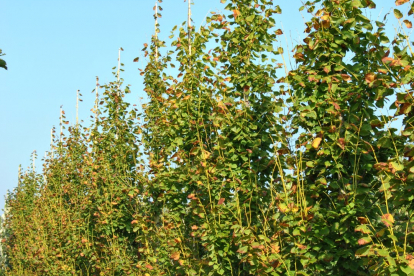 Harilik pärn ´Pyramidalis Aurea´ (Tilia cordata)