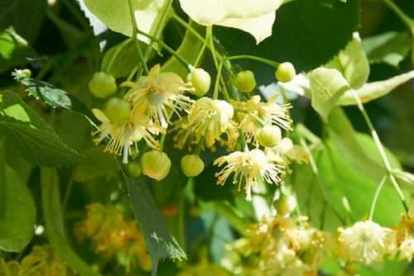 Harilik pärn (Tilia cordata)