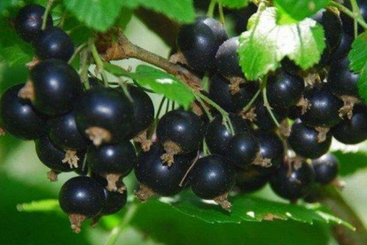 Must sõstar ´Tisel´ (Ribes nigrum)