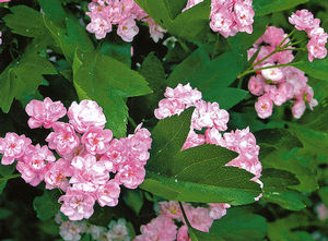 Viirpuu ´Toba´ (Crataegus)