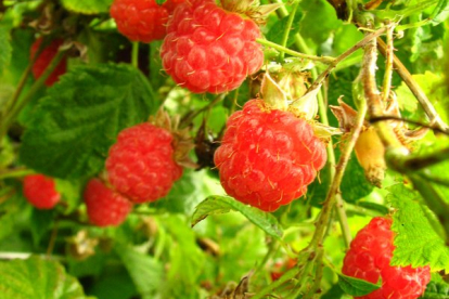Vaarikas ´Tomo´(Rubus Idaeus)