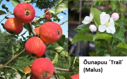 Paradiisi-õunapuu  ´Trail´  (Malus)
