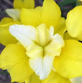 Siberi võhumõõk ´Tree of Song´  (Iris sibirica)