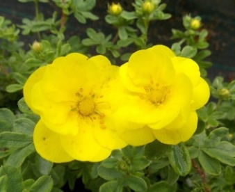 Põõsasmaran ´Citrus Tart´ (Potentilla fruticosa)