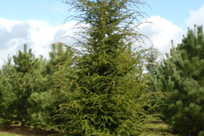 Kanada tsuuga (Tsuga canadensis)