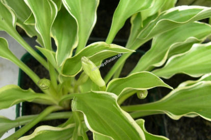 Hosta ´Tsugaru komachii Fukurin´ (Hosta)