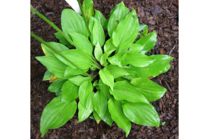 Hosta ´Twinkle Toes´ (Hosta)