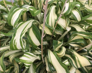 Hosta ´Twisted Spearmint´ (Hosta)