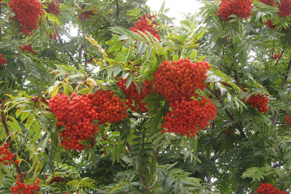 Sahhalini pihlakas ´Ullung´ (Sorbus commixta)